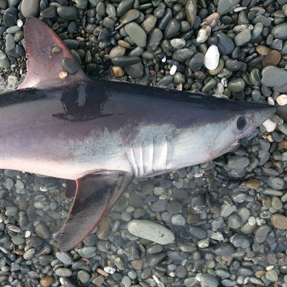 Porbeagle Shark | Suffolk Biodiversity Information Service